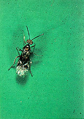 ملف:Bracon hebetor.jpg