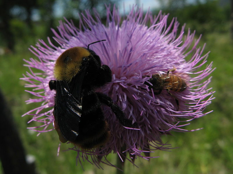 ملف:Bumble bee and honey bee.JPG