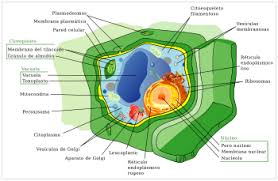 ملف:Célula Vegetal.jpg