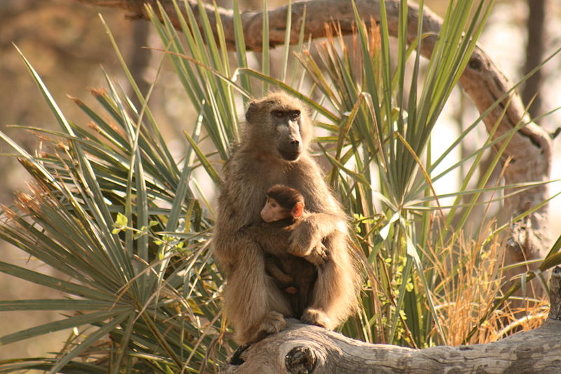 ملف:Baboon and baby Okavango delta.jpg