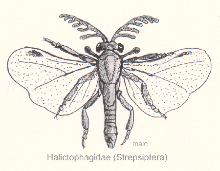 ملف:Strepsiptera-halictophagida.gif