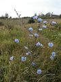 Common chicory (Cichorium intybus) with blue flowers