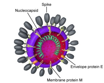 ملف:Coronavirus virion.jpg