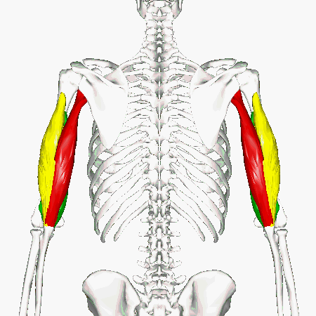 ملف:Triceps brachii muscle - animation02.gif