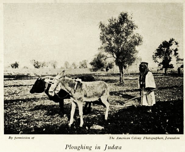 ملف:Ploughing in Judea.jpg