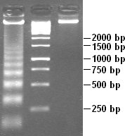 ملف:Apoptotic DNA Laddering.png