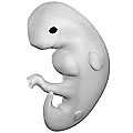 Embryo at 4 weeks after fertilization[1]