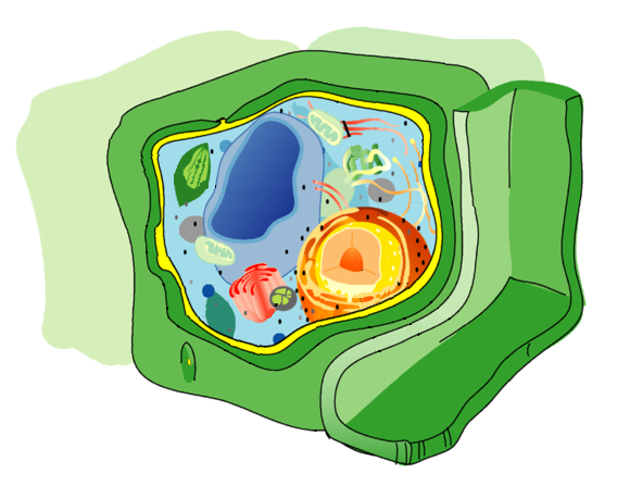 ملف:Eukaryota cell strucutre.PNG