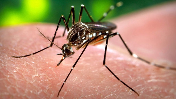 ملف:Aedes aegypti141.jpg