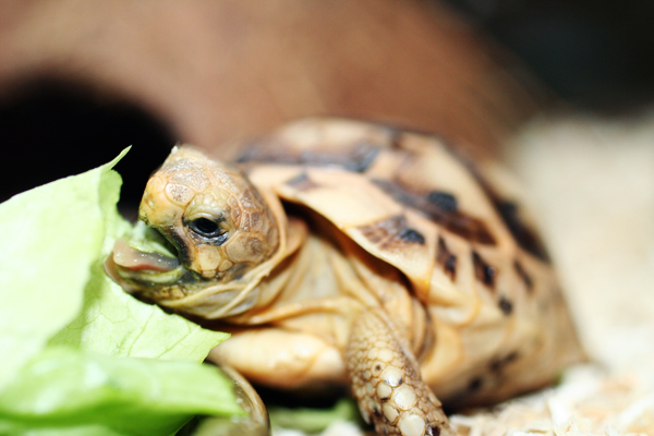 ملف:Feeding Tortoise.jpg