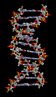 ملف:ADN animation.gif