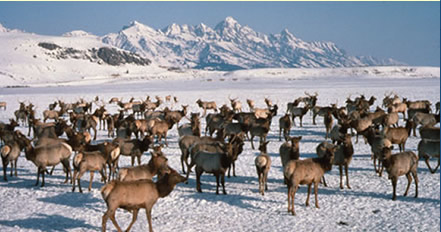 ملف:Wapiti on the National Elk Refuge.jpg