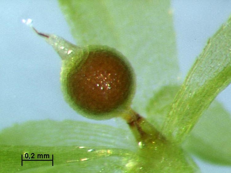 ملف:Physcomitrella Sporophyt.JPG