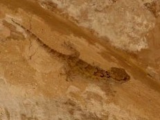 Egyptian Sand Gecko (Stenodactylus petrii), Karamis, Egypt.jpg