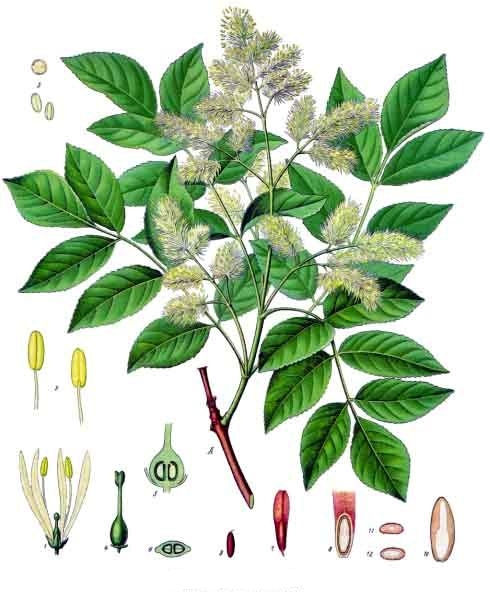 ملف:Fraxinus ornus - Köhler–s Medizinal-Pflanzen-062.jpg