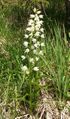 Cephalanthera longifolia, e terrestrial orchid