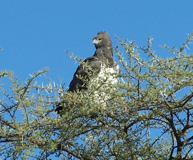 ملف:Martial Eagle in Namibia.jpg