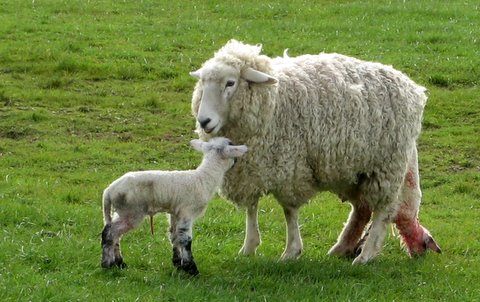 ملف:Emerging lamb.jpg