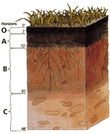 A typical soil profile; dark-brown topsoils, rich with organic matter, above reddish-brown lower layers.