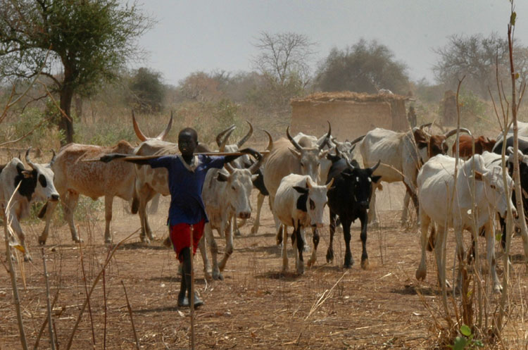 ملف:Boys forced to tend cattle.jpg