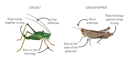 ملف:Cricket-grasshopper-difference-between.jpg-550x0.jpg