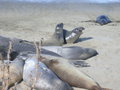 Elephant seals hauled out on a beach