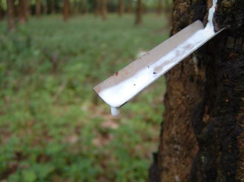 ملف:Latex being collected from a tapped rubber tree.jpg