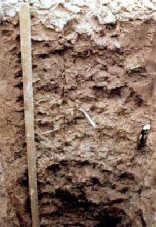Menfro soil USDA 1.jpg