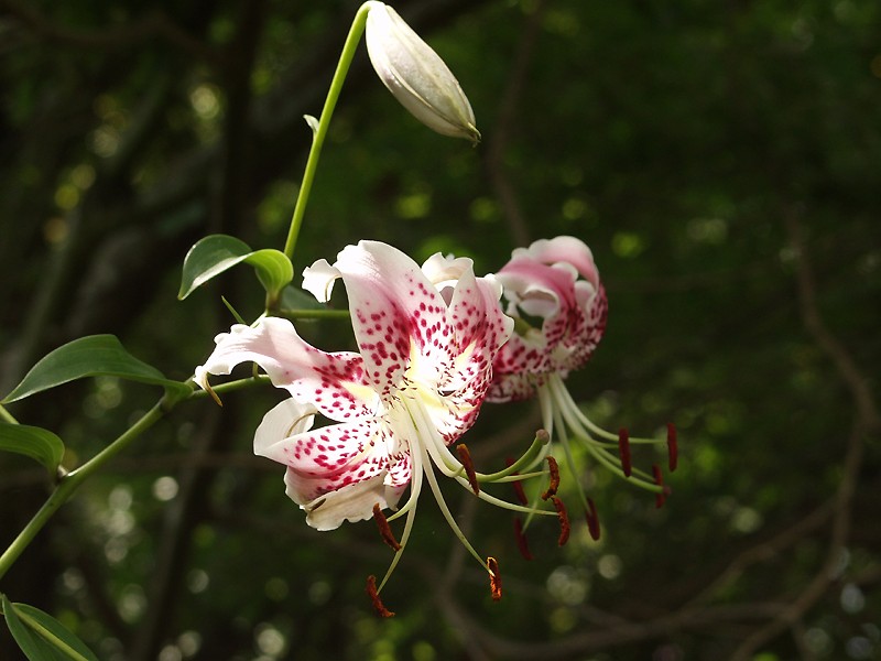 ملف:Lilium speciosum.jpg