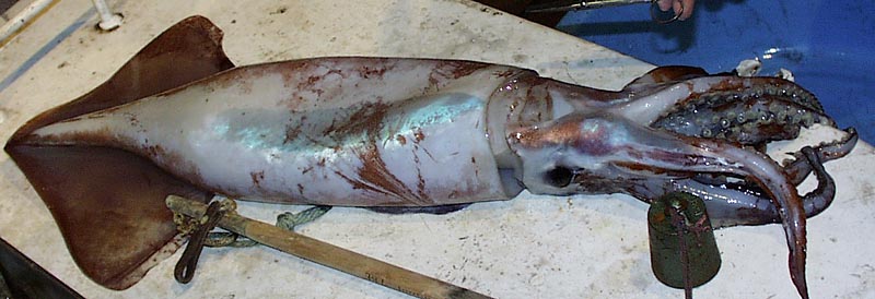 ملف:Ommastrephes bartramii (Neon flying squid), Northern Hawaiian waters.jpg