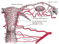 The arteries of the internal organs of generation of the female, seen from behind.