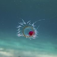 Turritopsis dohrnii achieves biological immortality by transferring its cells back to childhood[40][41]