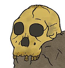 ملف:Australopithecus sediba skull.jpg