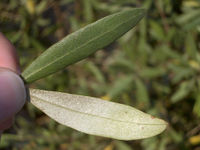 ملف:Olive-tree-leaf-0.jpg