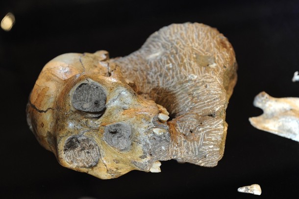 ملف:Australopithecus sediba2.jpg