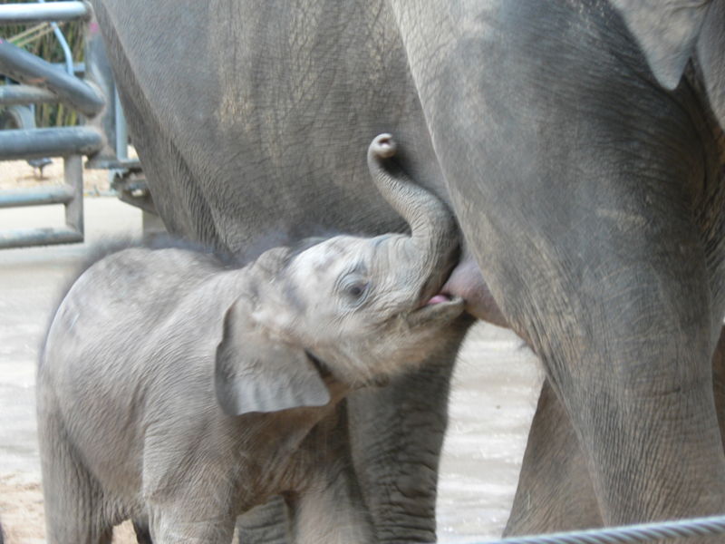 ملف:Breastfeeding african elephant.jpg