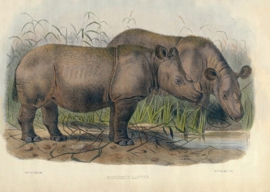 ملف:Sumatran Rhino London-1872.jpg