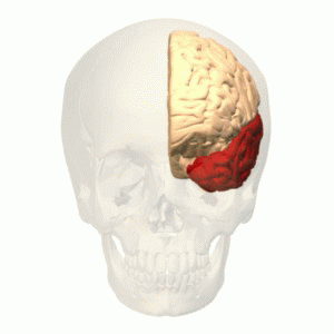 ملف:Temporal lobe animation small.gif