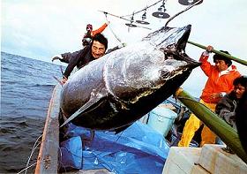 Photo of large tuna being landed on fishing boat