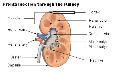 ملف:Illu kidney2.jpg