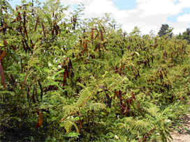 ملف:Acacia angustissima usgs.png