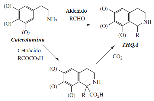 1,2,3,4-Tetrahidroisoquinolines biosynthesis: in (S)-norcoclaurine synthase, the two substrates are 4-hydroxyphenylacetaldehyde and 4-(2-aminoethyl)benzene-1,2-diol, whereas its two products are (S)-norcoclaurine and H2O.