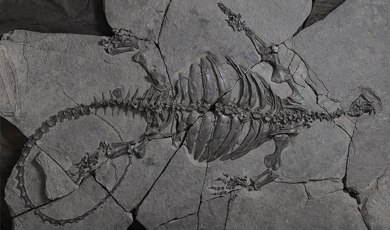 ملف:Eorhynchochelys, the latest fossilized-turtle discovery, was more than 2 metres long.Credit Xiao-Chun Wu.jpg