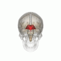 الدماغ البيني (أحمر)