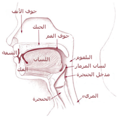Illu01 head neck - Arabic.png