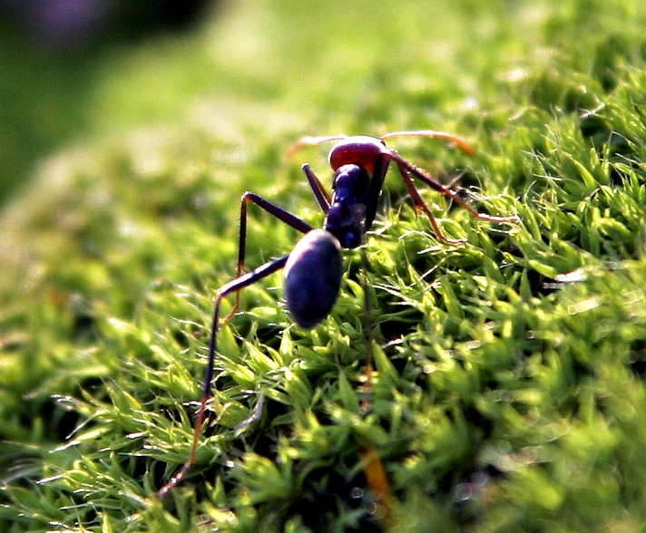 ملف:Ant on mosshill02 crop.jpg
