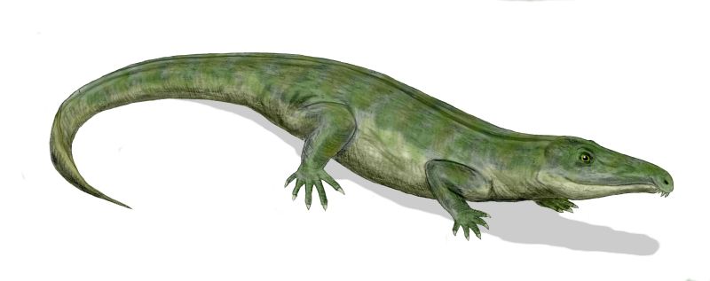 ملف:Proterosuchus BW.jpg