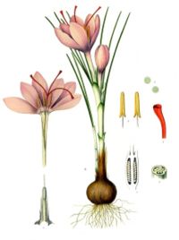 Crocus sativus (saffron crocus) botanical رسم توضيحي من Kohler's Medicinal Plants (1887).
