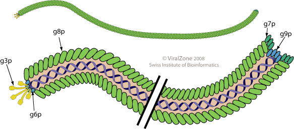 ملف:Inoviridae virion.jpg