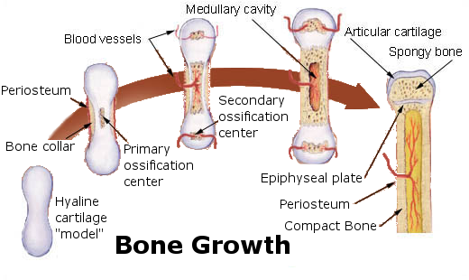 ملف:Bone growth.png